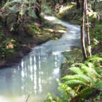 Habitat Albion River CA - 16x9