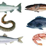 plastics fish - 16x9
