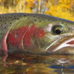 wild steelhead - 16x9