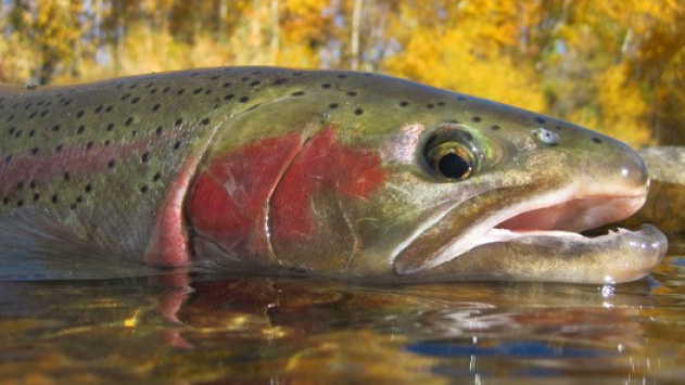 wild steelhead - 16x9