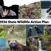 Diverse wildlife collage with the text 2026 State Wildlife Action Plan.