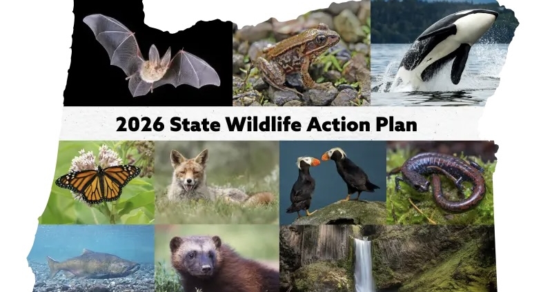 Diverse wildlife collage with the text 2026 State Wildlife Action Plan.