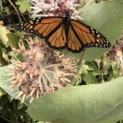 Monarch butterfly with orange and black wings perched on pink star-shaped flowers among green leaves in a garden setting.