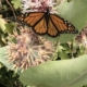 Monarch butterfly with orange and black wings perched on pink star-shaped flowers among green leaves in a garden setting.