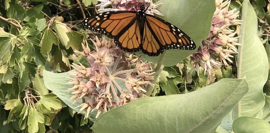 Monarch butterfly with orange and black wings perched on pink star-shaped flowers among green leaves in a garden setting.